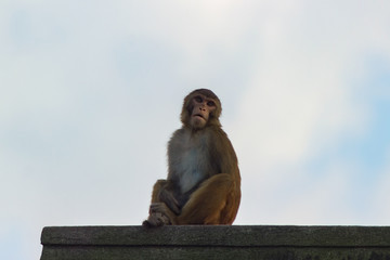 monkey sitting on the background of a beautiful sky. facial emotions