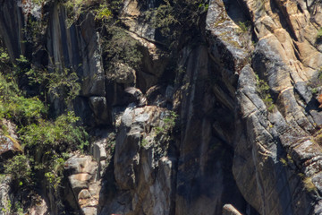 Himalayan vulture sits on the rocks