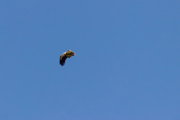 Himalayan vulture flies against a blue sky in search of meal