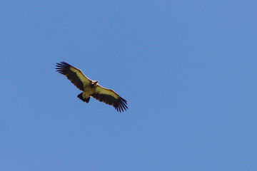 Himalayan vulture flies against a blue sky in search of meal