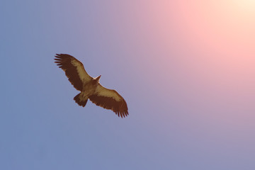 Himalayan vulture flies against a blue sky in search of meal