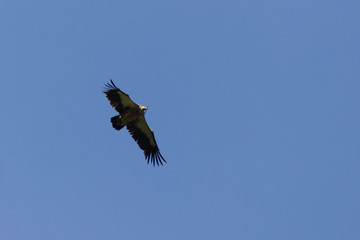 Himalayan vulture flies against a blue sky in search of meal