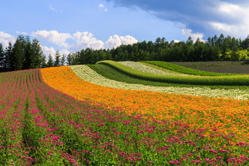 Irodori Field is famous flower field adorn the rolling hill at Tomita Farm,Furano,Hokkaido,Japan