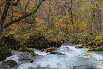 奥入瀬渓流