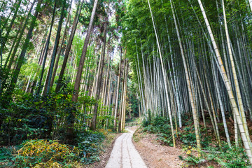 Walking path to the bamboo forest at takeo shrine,Saga prefecture,Japan