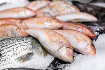 Counter with fresh fishes in ice