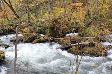奥入瀬渓流
