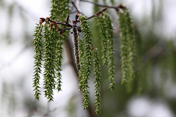 birch bud in russia