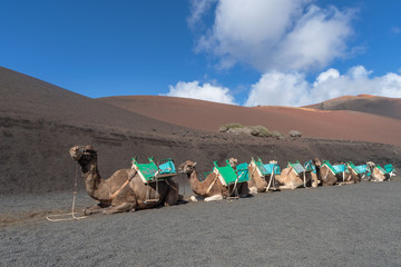 Camels for tourist rides in Timanfaya National Park, Lanzarote