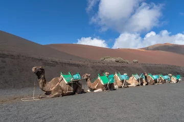 Gordijnen Camels for tourist rides in Timanfaya National Park, Lanzarote © Dmytro Surkov