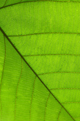 green cell structure texture of nature leaf background