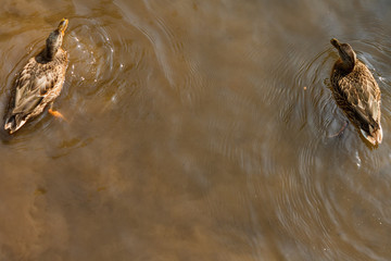 A group of brown ducks swimming in a river
