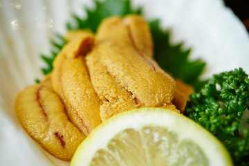 Uni, fresh sea urchin 