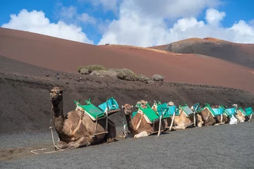 Gordijnen Camels for tourist rides in Timanfaya National Park, Lanzarote © Dmytro Surkov