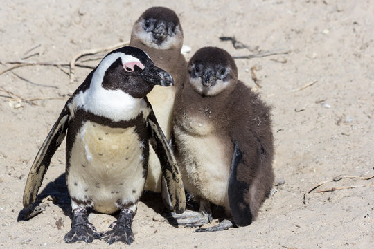 African Penguins in South Africa: mother with two new-born babies