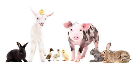 Group of cute farm animals standing together isolated on white background
