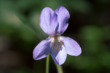 Closeup of a violet flower in sunshine