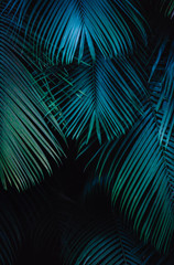 Tropical Background of palm tree leaves with a blue hue 