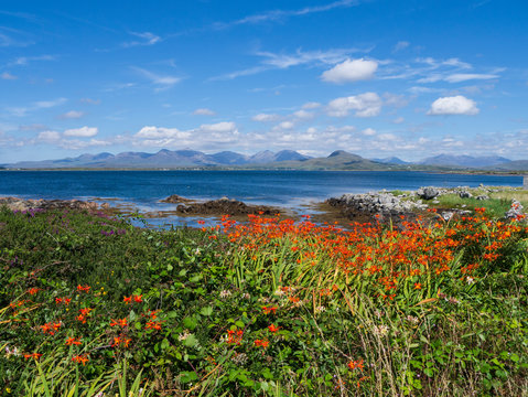 irish coastal landscape with orange flowers (Montbretia) and blue sky and mountains on the horizon
