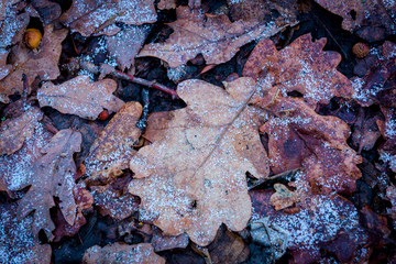 oaks leafage in frost