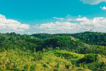 Obraz premium Nature Landscape Plant green Mountain