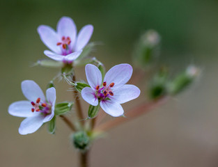 Macrophotographie fleur sauvage - Erodium Bec-de-grue - Erodium cicutarium