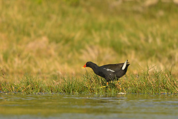 Eurasian Moorhen / Gallinula chloropus