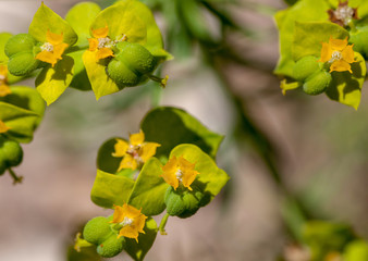 Naklejka na ściany i meble Macrophotographie fleur sauvage - Euphorbe - Euphorbia