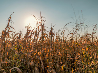 Corn field at sunset in the countryside of Lomellina