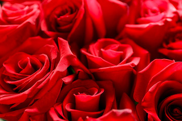 Bouquet of beautiful red roses, closeup