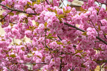 Naklejka premium Sakura flowers. Japanese cherry blossoms in spring in pink. Beautiful floral background.