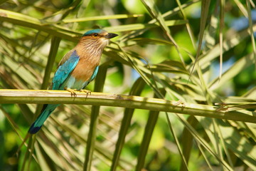 Indian Roller / Coracias benghalensis