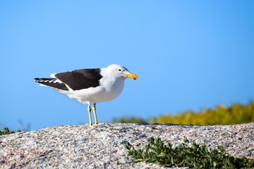 Seagull black and white bird with yellow and red beak on the stone on bright blue sky background close up