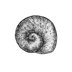 Obraz premium Black and white seashell isolated on white background. Pen drawing. Graphic illustration. Marine theme. Can be used as print or idea for tattoo, etc.