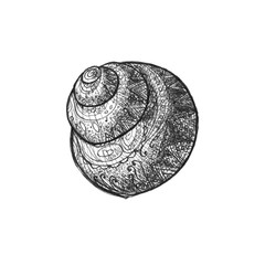 Black and white seashell isolated on white background.  Pen drawing. Graphic illustration. Marine theme.  Can be used as print or idea for tattoo, etc.