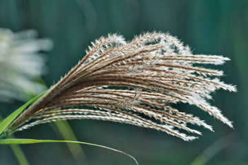 Chinese silver grass