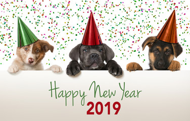 Happy new year puppies 2019