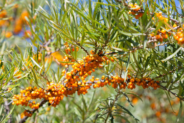 Sea-buckthorn bush with ripe orange berries