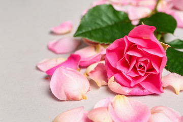Obraz na płótnie Canvas Beautiful pink rose with petals on light background