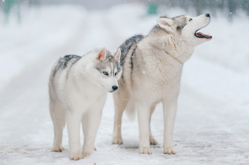 Winter portrait of lovely couple of siberian husky puppies standing on snowy road. Cute breeding male & female white dogs in love. Beautiful domestic funny pet family. Pair of playful animals friends