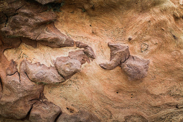 Wood textured background bark from phuket Thailand