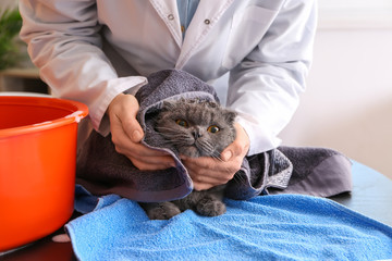 Female groomer wiping cat after washing in salon