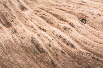 Wood textured background bark from phuket Thailand