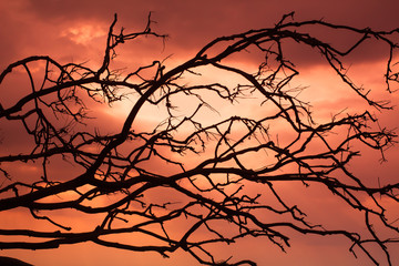 Fototapeta na wymiar Backgrounds, branches, red silhouettes and scary skies Halloween from Phuket Thailand
