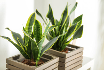 Decorative sansevieria plants in wooden boxes