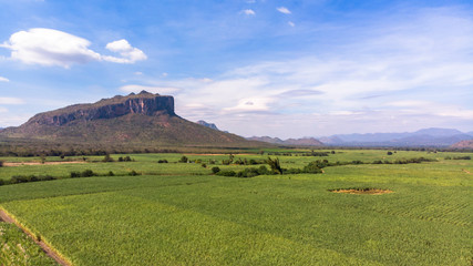 Fototapeta na wymiar Landscape of sugarcane field Agriculture background