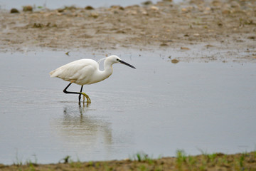 Seidenreiher in Bayern