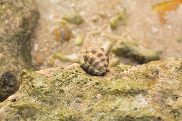 Sea Shells in Phuket Thailand