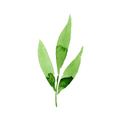 Green leaf. Floral botanical flower. Watercolor background illustration set. Isolated leaf illustration element.