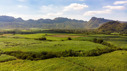 Landscape of sugarcane field Agriculture background